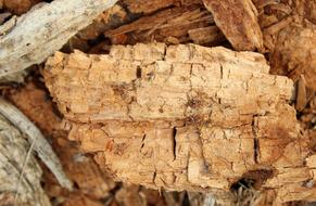 Touchwood Nature Dry