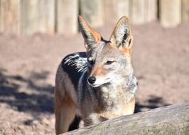 Wildlife Nature Animal