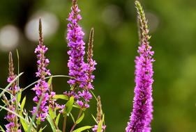 Flowers Purple Plant