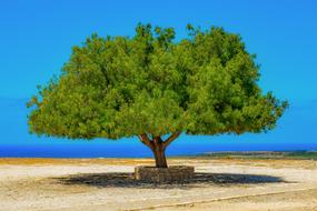 Tree Landscape Horizon