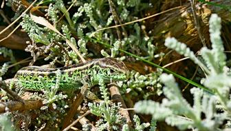 the lizard is cute green