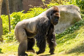 Monkey Primate Gorilla