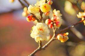 Natural Branch Flowers