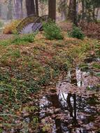 Park Water Romantic Bridge