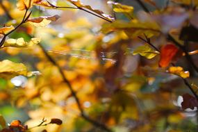 Leaf Autumn Tree
