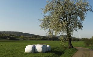 Tree Bale Flowers