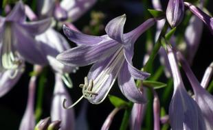 Flower Hosta Leaf Garden
