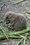 Black tailed prairie dog on the ground