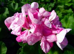 Geranium Pelargonium Pink
