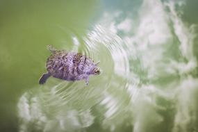 Turtle Nature Outdoors