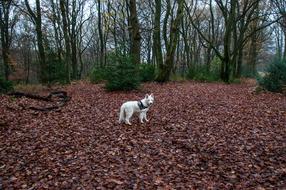 Nature Agriculture Earth