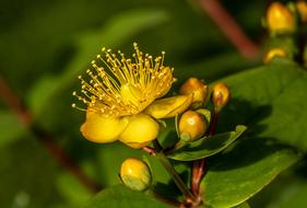 St John'S Wort Hypericum