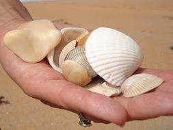 Seashell Shell Beach