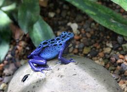 Nature Animal World Amphibian