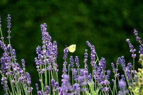 Lavender Plant Butterfly