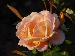Rose Evening Blossom