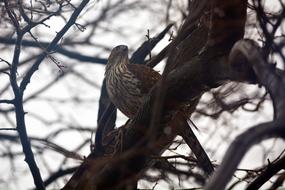 Bird Tree Nature