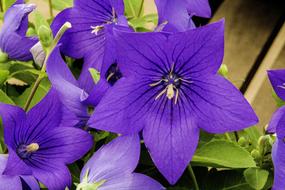 Purple Flower Petunia