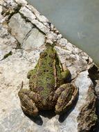 Frog Green Amphibious