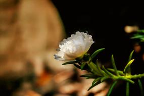 Nature Flower Plant