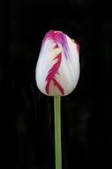 Tulip Flower Nature