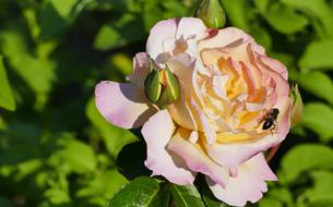 Nature Garden Rose