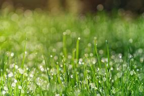 Grass Meadow Dew