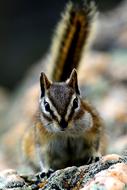Chipmunk Nature Wildlife