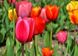 there are a lot of flowers in the field