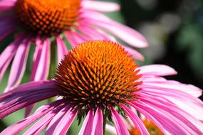 Flower Close Up Nature