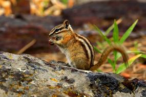 Chipmunk Nature Wildlife