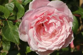 Rose Flower Petal