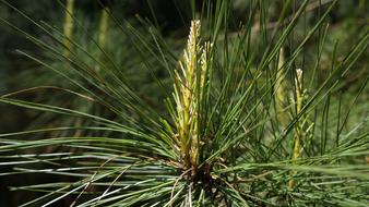 Nature Tree Outdoors