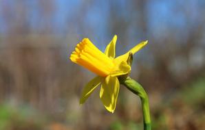 Daffodil Spring Flowers