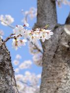 Cherry Blossoms Wood Natural