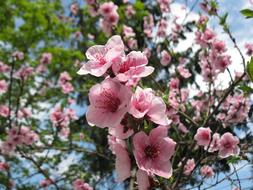 pink magnificent trees