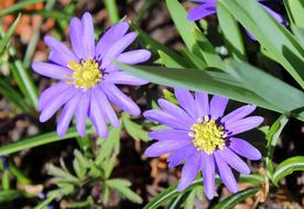 Spring Flowers Nature Flower