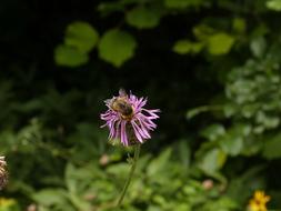 Meadow Flower Bee