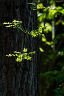 Wood Tree Spring