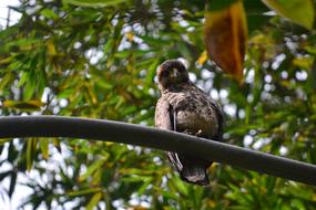 a baby bird on a tree branch