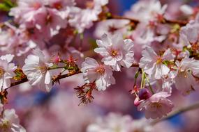 Japanese Cherry Trees Blossom macro