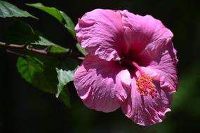 a small bud on a branch