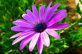 Nature Plant Flower
