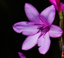 Flower Flora Petal