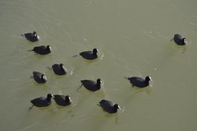 Ducks in a dark lake