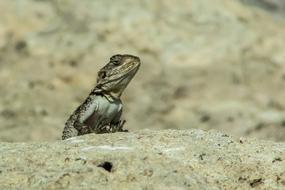 Reptile Nature Lizard
