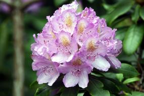 Spring Blossom Bloom Walk In The