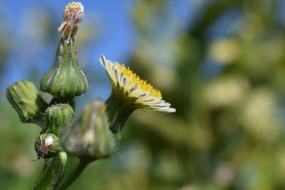 Nature Outdoors Plant