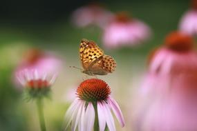 Flowers Nature Plants