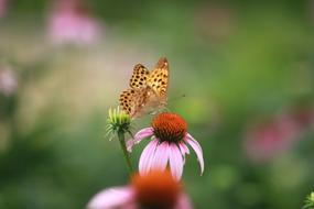 Flowers Nature Plants